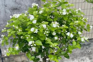 茉莉花什么季节开放