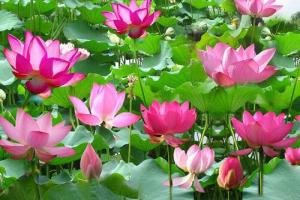 睡莲几点开花，几点闭合