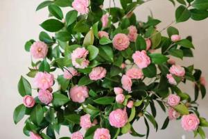 茶花的养殖方法和注意事项