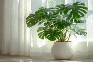 龟背竹的养殖方法和注意事项