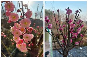 宫粉梅花和骨里红的区别