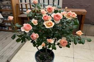 真宙月季有什么缺点