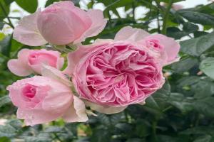 我的心月季有什么致命缺点