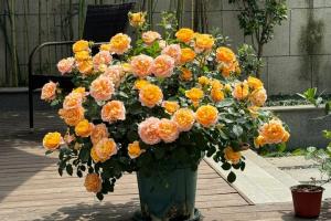 果汁阳台为什么这么受欢迎，它有什么优缺点