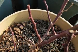 月季休眠期什么时候修剪好