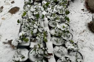 月季过冬的4个常见问题