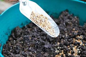 月季基肥冬天施和春天施有什么不同