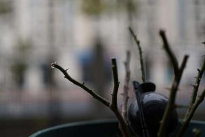 月季修剪伤流了怎么办