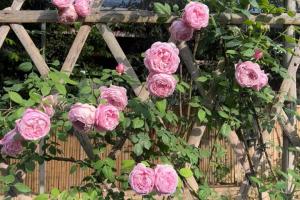 淘汰自由精神月季的原因