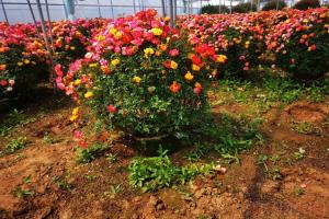 藤彩虹为什么不受欢迎