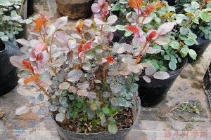 为什么有的月季新叶是红的