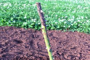 月季黑杆的四大原因