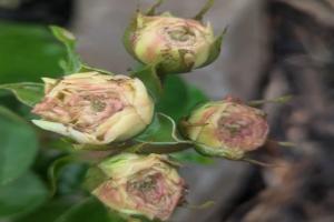 月季花苞为什么打不开