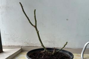 月季掉叶子已经光杆了