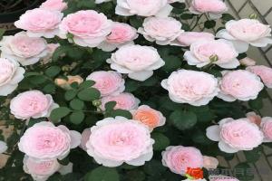 月季花十大经典品种