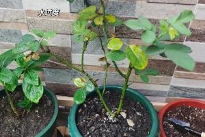 月季花叶子发黄枯萎是怎么回事