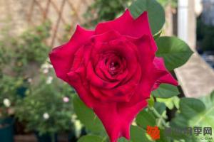 月季单瓣和重瓣的区别