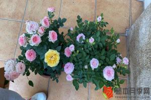 月季最怕三种水