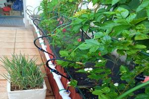 月季浇水的正确方法