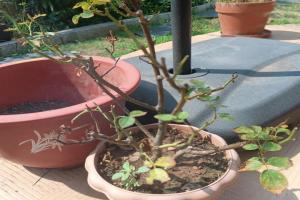 月季老化了怎么办