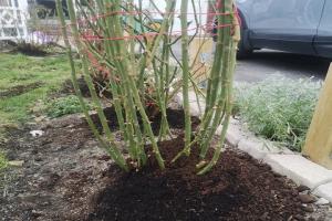 月季花如何过冬