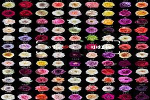 月季花有多少种颜色