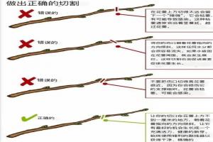 月季花修剪方法图解
