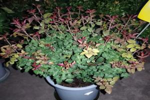 月季怎么养才能更旺盛