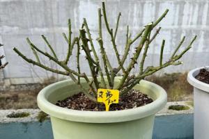 月季花修剪时间和方法