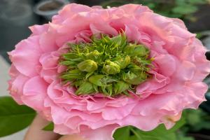 月季花的花蕊是什么颜色