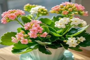 10种公认阳台最好养的花