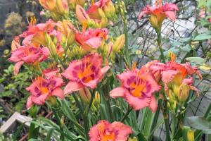 中国的母亲花指的是什么花