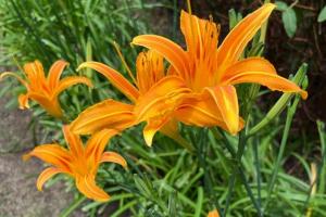 忘忧草的花语是什么