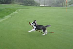 护坡绿化用什么草种