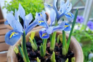 鸢尾花