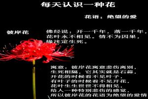 彼岸花的寓意和花语