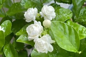 茉莉花的花语和象征寓意