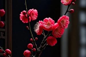 梅花的品质和精神