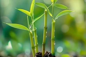 竹子的象征寓意