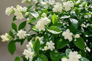 茉莉花安全越冬的方法
