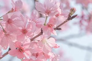 樱花是先开花后长叶吗？