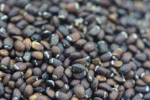 薄荷种子的种植时间和种植方法