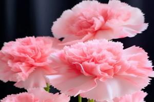 粉色康乃馨的花语和寓意