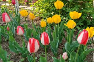 郁金香的种植时间和种植方法