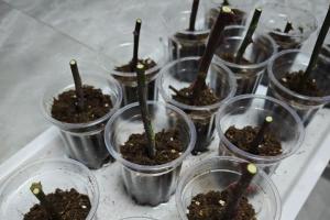 冬天可以扦插月季吗？