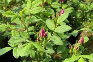 哪种月季花不能食用