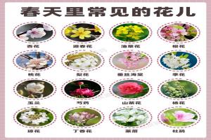 春天开的花有哪些