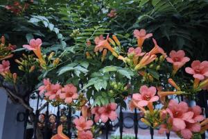 凌霄花的功效与作用都有哪些