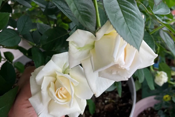 玫昂面霜 Creme de Meilland