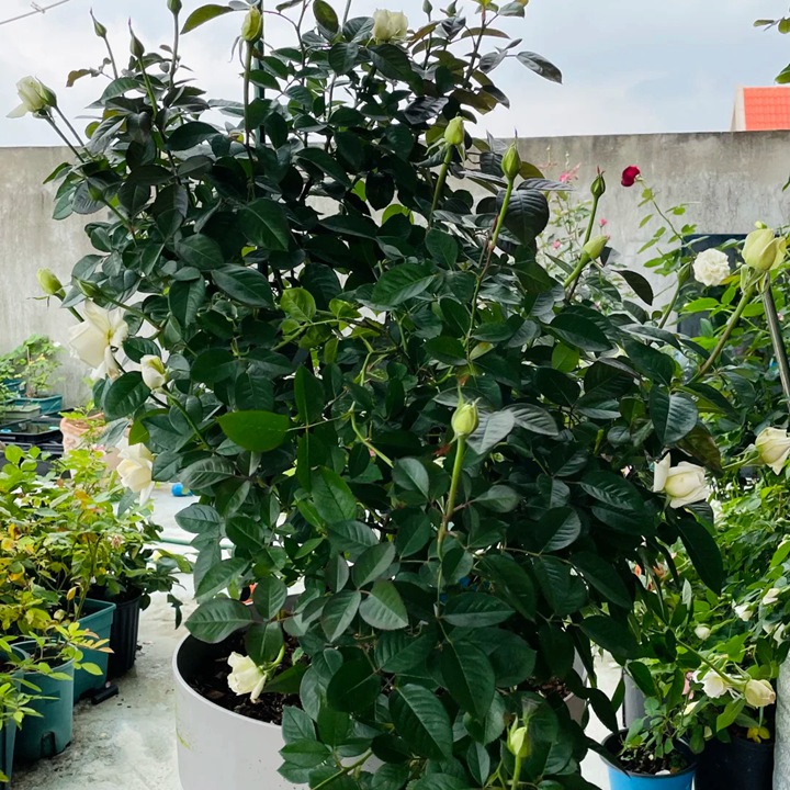 玫昂面霜 Creme de Meilland